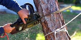 Best Lawn Mowing  in Woodland Park, CO