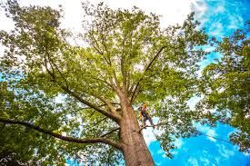 Best Tree and Shrub Care  in Woodland Park, CO