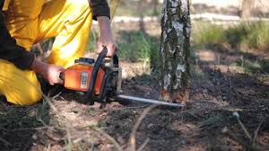 Best Seasonal Cleanup (Spring/Fall)  in Woodland Park, CO