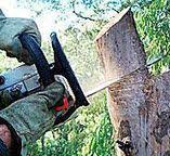 Best Utility Line Clearance  in Woodland Park, CO