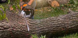 Best Lawn Pest Prevention  in Woodland Park, CO