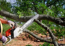 Best Tree Disease Treatment  in Woodland Park, CO