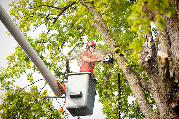 Woodland Park, CO Tree Removal Company